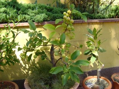 Mar decorativ (Malus x robusta ”Red Sentinel”)