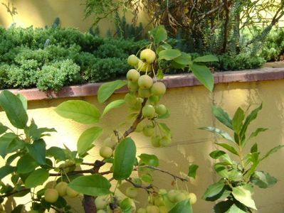 Mar decorativ (Malus x robusta ”Red Sentinel”)