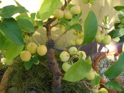 Mar decorativ (Malus x robusta ”Red Sentinel”)