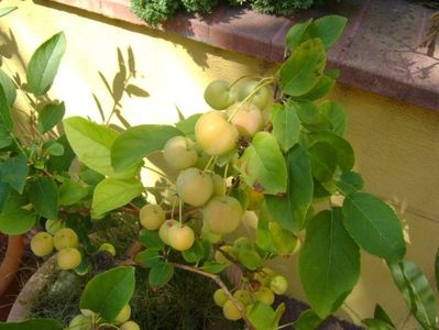 Mar decorativ (Malus x robusta ”Red Sentinel”)