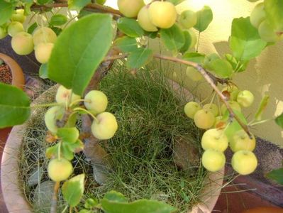 Mar decorativ (Malus x robusta ”Red Sentinel”)