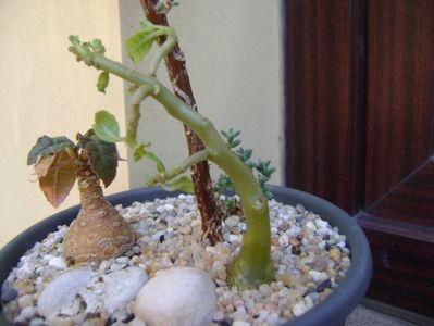 Dorstenia hildebrandtii