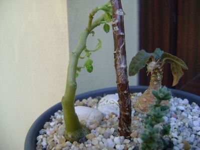 Dorstenia hildebrandtii