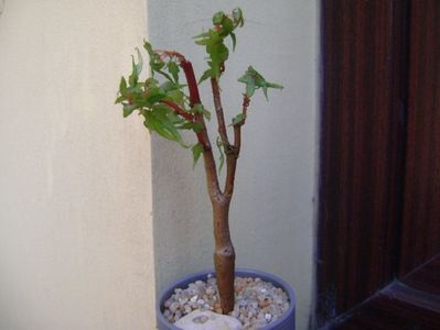 Begonia dregei