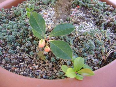 Gaultheria procumbens