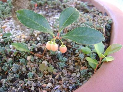 Gaultheria procumbens