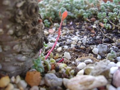 Gaultheria procumbens