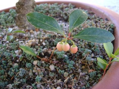 Gaultheria procumbens