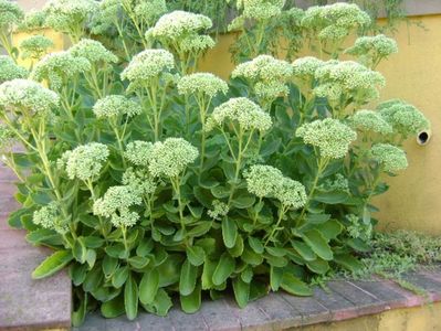 Sedum spectabile