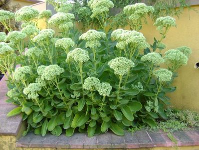 Sedum spectabile