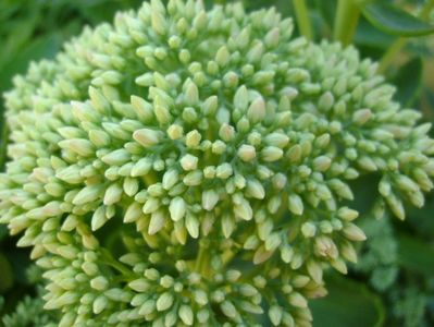 Sedum spectabile