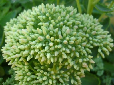 Sedum spectabile