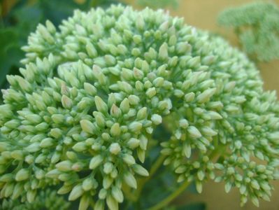 Sedum spectabile