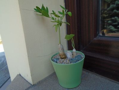 Talinum caffrum & Ibervillea sonorae; replantate in 25 aug. 2019
