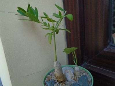 Talinum caffrum & Ibervillea sonorae; replantate in 25 aug. 2019
