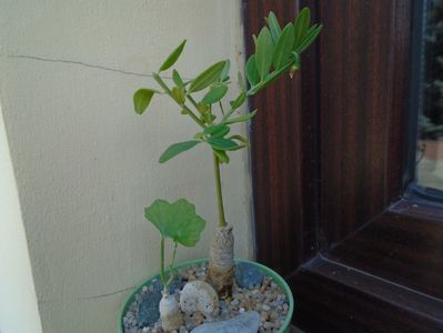 Talinum caffrum & Ibervillea sonorae; replantate in 25 aug. 2019
