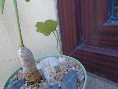 Talinum caffrum & Ibervillea sonorae; replantate in 25 aug. 2019
