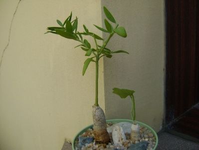 Talinum caffrum; replantate in 25 aug. 2019
