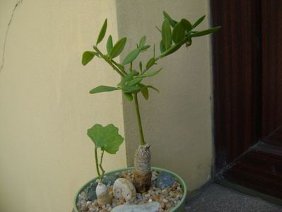 Talinum caffrum; replantate in 25 aug. 2019
