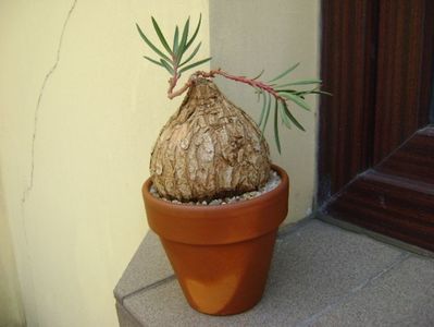 Euphorbia trichadenia; replantata in 25 aug. 2019
