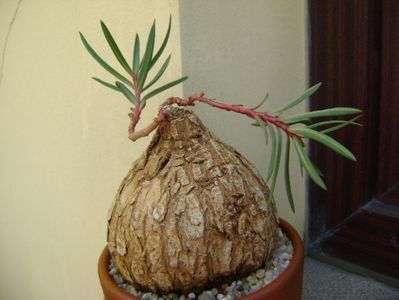 Euphorbia trichadenia; replantata in 25 aug. 2019
