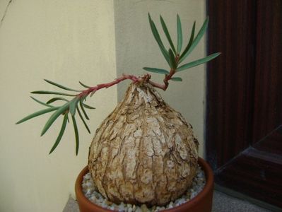 Euphorbia trichadenia; replantata in 25 aug. 2019
