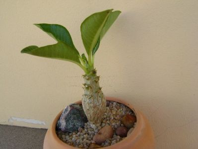 Pachypodium baronii ssp. windsorii