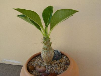 Pachypodium baronii ssp. windsorii