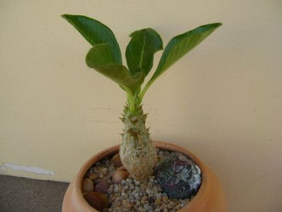 Pachypodium baronii ssp. windsorii