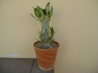 Pachypodium rosulatum ssp. cactipes