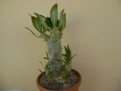 Pachypodium rosulatum ssp. cactipes