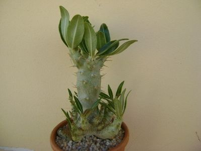 Pachypodium rosulatum ssp. cactipes