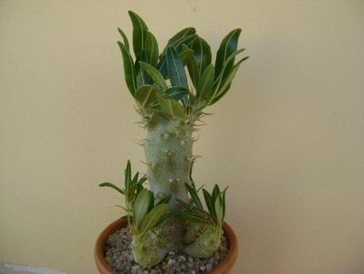 Pachypodium rosulatum ssp. cactipes