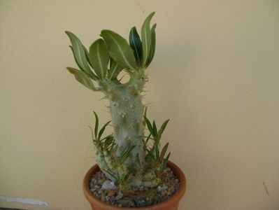 Pachypodium rosulatum ssp. cactipes