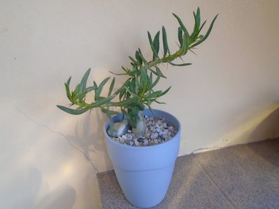 Pachypodium bispinosum