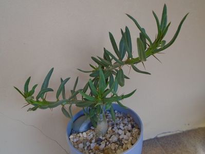 Pachypodium bispinosum