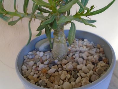 Pachypodium bispinosum