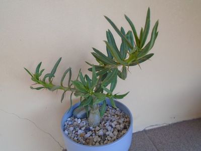 Pachypodium bispinosum