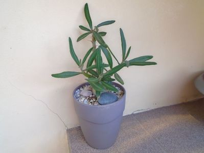 Pachypodium succulentum