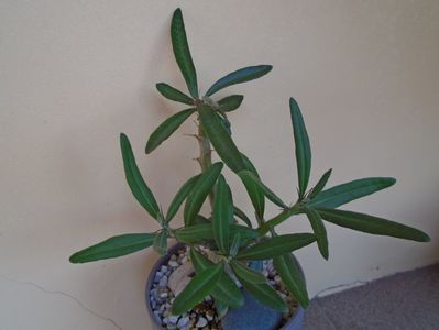 Pachypodium succulentum