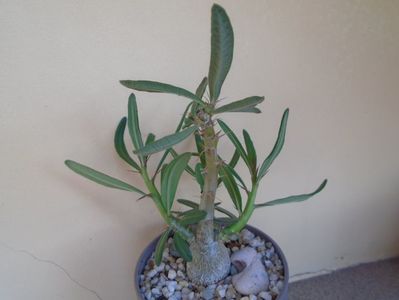 Pachypodium succulentum