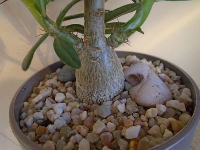 Pachypodium succulentum