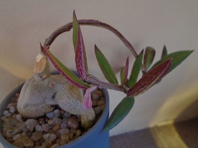 Monadenium montanum v. rubellum (Euphorbia neorubella)