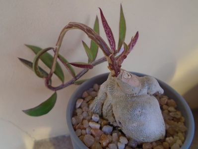 Monadenium montanum v. rubellum (Euphorbia neorubella)