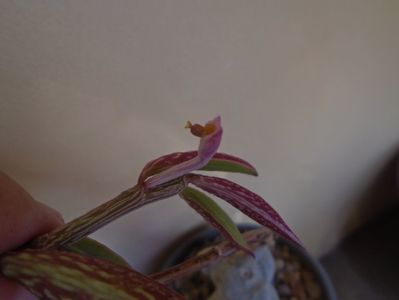 Monadenium montanum v. rubellum (Euphorbia neorubella)