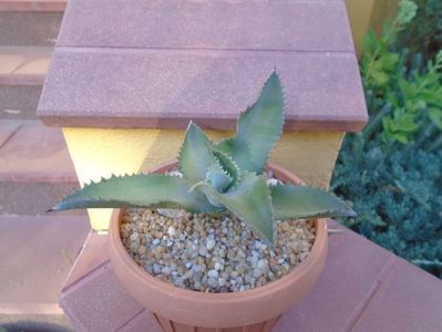 Agave gypsophila