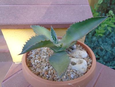 Agave gypsophila