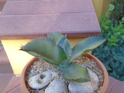 Agave gypsophila