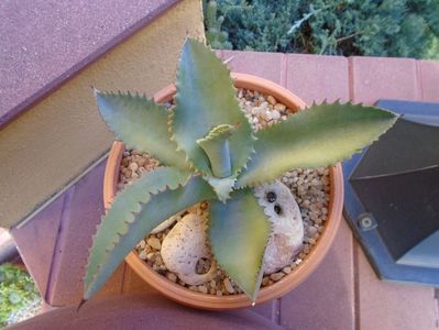 Agave gypsophila