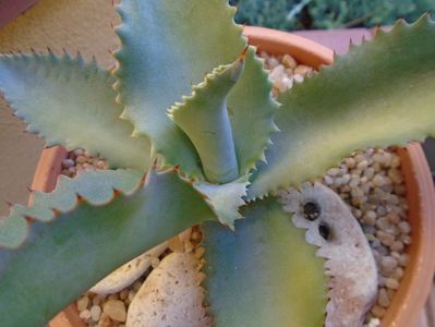 Agave gypsophila